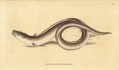 Conger eel, Muraena conger. Handcoloured copperplate drawn and engraved by Edward Donovan from his Natural History of British Fishes, Donovan and F.C. and J. Rivington, London by Edward Donovan