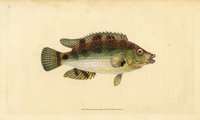 Corkwing wrasse, Symphodus melops (Goldfinny, Labrus cornubius). Edward Donovan tarafından Natural History of British Fishes, Donovan ve F.C. ve J. Rivington, Londra by Edward Donovan
