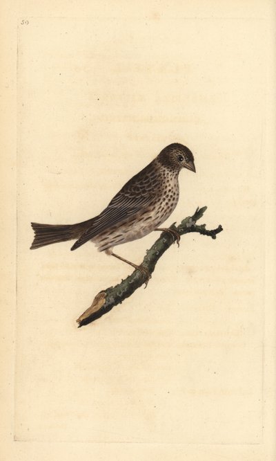 Mısır kiraz kuşu, Miliaria calandra. Edward Donovan tarafından kendi “Natural History of British Birds” Londra kitabından çizilip kazınmış, elle boyanmış bakır levha by Edward Donovan