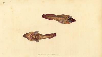 Cornish enayi, Lepadogaster purpurea (Ocellated enayi, Cyclopterus ocellatus). Edward Donovan tarafından Natural History of British Fishes, Donovan ve F.C. ve J. Rivington, Londra by Edward Donovan