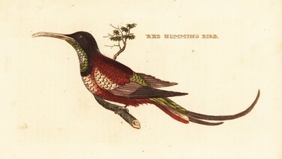 Kızıl topaz, Topaz pella by Edward Donovan