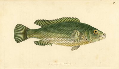 Guguklu wrasse, Labrus mixtus (Çizgili wrasse, Labrus lineatus). Edward Donovan tarafından Natural History of British Fishes, Donovan ve F.C. ve J. Rivington, Londra by Edward Donovan