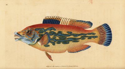 Cuckoo wrasse, Labrus mixtus (Çizgili wrasse, Labrus variegatus). Edward Donovan tarafından Natural History of British Fishes, Donovan ve F.C. ve J. Rivington, Londra by Edward Donovan