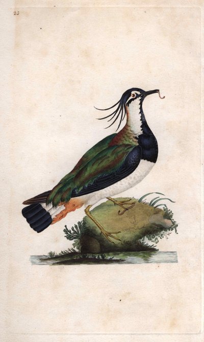Kupa Kızağı. Vanellus vanellus (Tringa vanellus). İngiliz Kuşlarının Natural History, Londra