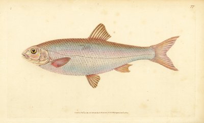 Dace, Leuciscus leuciscus (Cyprinus leuciscus). Edward Donovan tarafından Natural History of British Fishes, Donovan ve F.C. ve J. Rivington, Londra by Edward Donovan