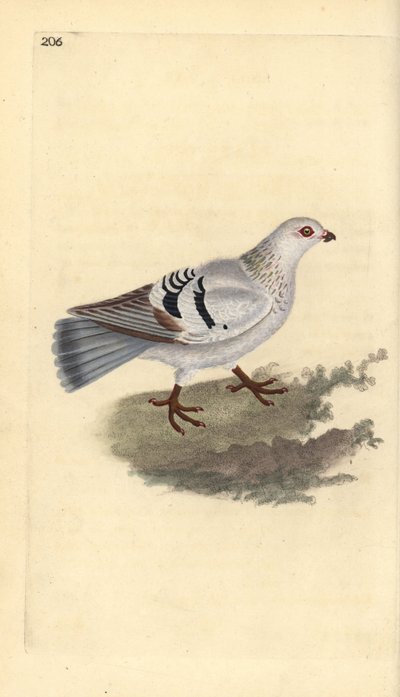 Yerli güvercin, Columba livia domestica. Edward Donovan tarafından kendi “Natural History of British Birds” Londra kitabından çizilip kazınmış, elle boyanmış bakır levha by Edward Donovan