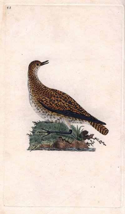 Dore cılıbıt. Pluvialis apricaria (Charadrius pluvialis). İngiliz Kuşlarının Natural History, Londra
