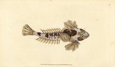 Dragonet, Callionymus lyra (Sordid dragonet, Callionymus dracunculus). Edward Donovan tarafından Natural History of British Fishes, Donovan ve F.C. ve J. Rivington, Londra by Edward Donovan