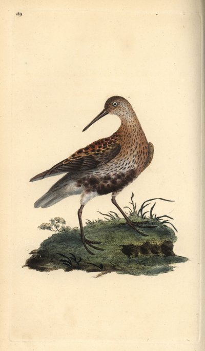 Dunlin, Calidris alpina. Edward Donovan tarafından kendi “Natural History of British Birds” Londra kitabından çizilip kazınmış, elle boyanmış bakır levha by Edward Donovan