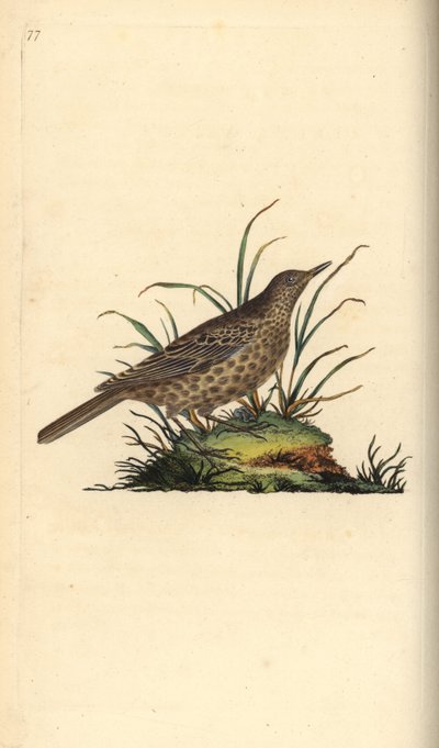 Mew cyangwa imbeho, Larus canus. Umuringa wakozwe mu ntoki ushushanyije kandi wanditsweho na Edward Donovan mu gitabo cye bwite “Amateka Kamere y’inyoni zo mu Bwongereza,” London by Edward Donovan
