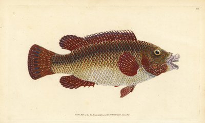 East Atlantic peacock wrasse, Symphodus tinca (Ancient wrasse or old wife, Labrus tinca). Handcoloured copperplate drawn and engraved by Edward Donovan from his Natural History of British Fishes, Donovan and F.C. and J. Rivington, London by Edward Donovan