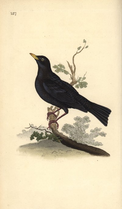 Avrasya karatavuğu, Turdus merula. Edward Donovan tarafından kendi “Natural History of British Birds” Londra kitabından çizilip kazınmış, elle boyanmış bakır levha by Edward Donovan