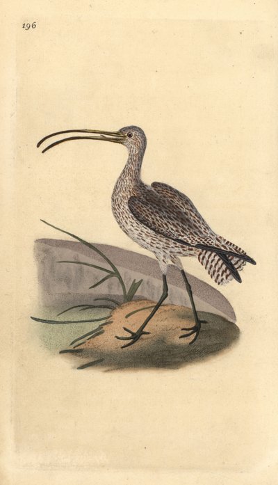 Avrasya çulluğu, Numenius arquata. Edward Donovan tarafından kendi “Natural History of British Birds” Londra kitabından çizilip kazınmış, elle boyanmış bakır levha by Edward Donovan