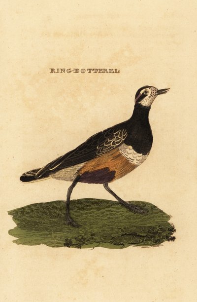 Avrasya dotterel, Charadrius morinellus by Edward Donovan