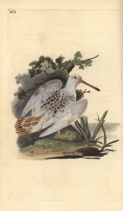 Avrasya ayak beyazı çulluk, Scolopax rusticola. Edward Donovan tarafından kendi “Natural History of British Birds” Londra kitabından çizilip kazınmış, elle boyanmış bakır levha by Edward Donovan