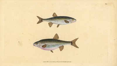 Avrasya minnow, Phoxinus phoxinus (Minow, Cyprinus phoxinus). Edward Donovan tarafından Natural History of British Fishes, Donovan ve F.C. ve J. Rivington, Londra by Edward Donovan