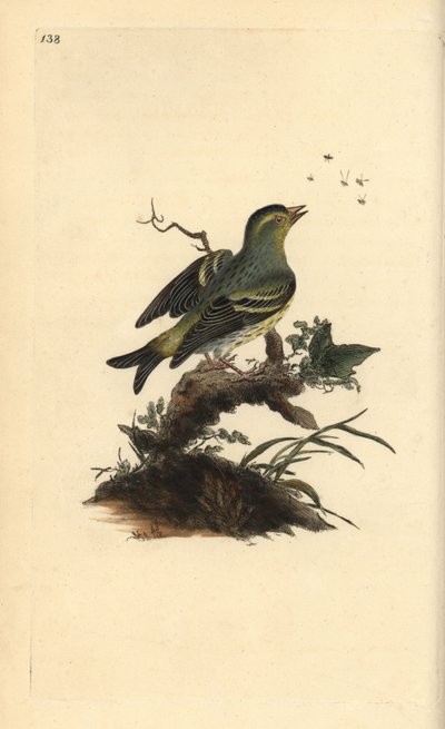Avrasya siskin, Carduelis spinus. Edward Donovan tarafından kendi “Natural History of British Birds” Londra kitabından çizilip kazınmış, elle boyanmış bakır levha by Edward Donovan