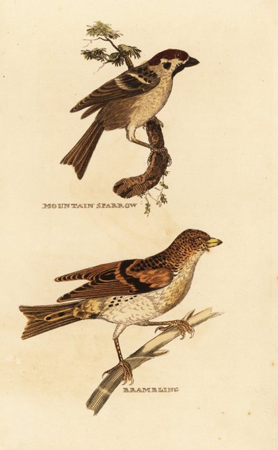 Avrasya ağaç serçesi, Passer montanus ve böğürtlen, Fringilla montifringilla by Edward Donovan