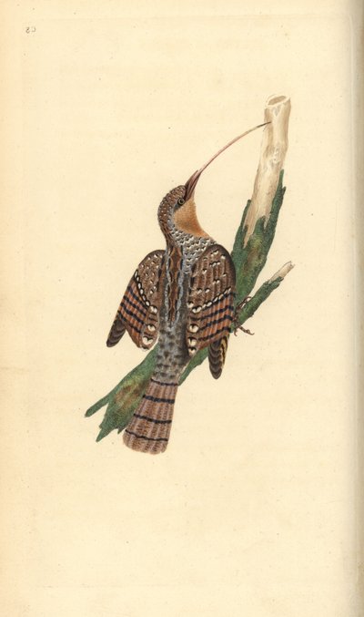 Avrasya hırkası, Jynx torquilla. Edward Donovan tarafından kendi “Natural History of British Birds” Londra kitabından çizilip kazınmış, elle boyanmış bakır levha by Edward Donovan