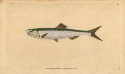Avrupa hamsi, Engraulis encrasicolus (Hamsi, Clupea encrasicolus). Edward Donovan tarafından Natural History of British Fishes, Donovan ve F.C. ve J. Rivington, Londra by Edward Donovan