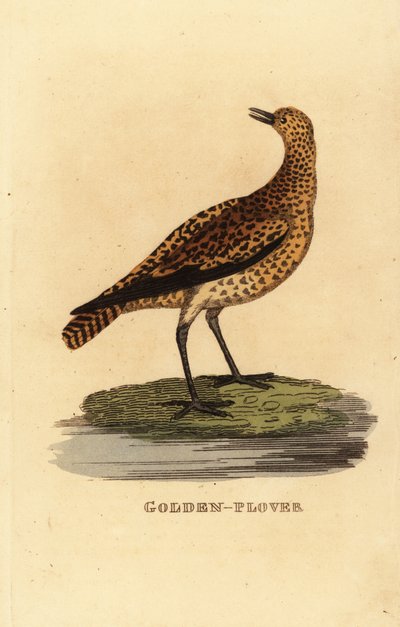 Avrupa altın cılıbıt, Pluvialis apricaria by Edward Donovan