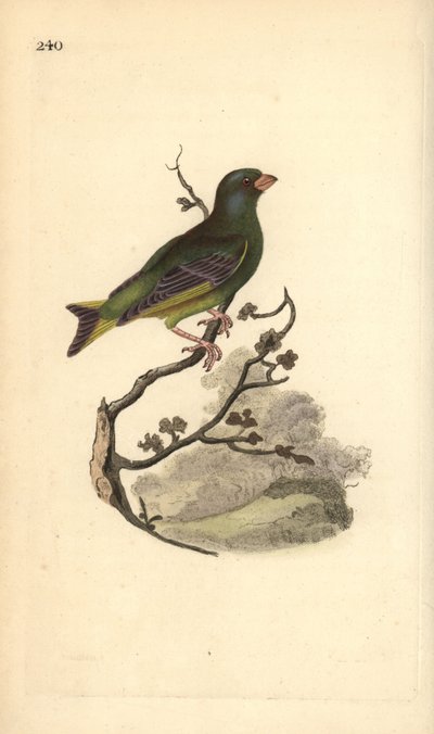 Avrupa yeşil finch, Carduelis chloris. Edward Donovan tarafından kendi “Natural History of British Birds” Londra kitabından çizilip kazınmış, elle boyanmış bakır levha by Edward Donovan