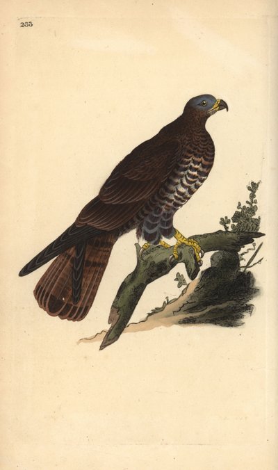 European honey buzzard, Pernis apivorus. Handcoloured copperplate drawn and engraved by Edward Donovan from his own “Natural History of British Birds,” London by Edward Donovan