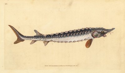Avrupa veya ortak mersin balığı. Tehlikede. Edward Donovan tarafından Natural History of British Fishes, Donovan ve F.C. ve J. Rivington, Londra by Edward Donovan