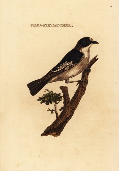 Avrupa alaca sinekkapan, Ficedula hypoleuca by Edward Donovan