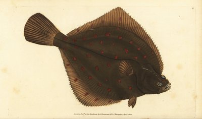 Avrupa pleuronectes plakaları. Edward Donovan tarafından Natural History of British Fishes, Donovan ve F.C. ve J. Rivington, Londra by Edward Donovan