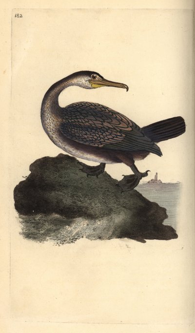 Avrupa sevişmek, Phalacrocorax aristotelis. Edward Donovan tarafından kendi “Natural History of British Birds” Londra kitabından çizilip kazınmış, elle boyanmış bakır levha by Edward Donovan