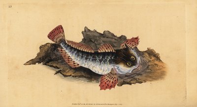 Peder lasher veya deniz akrebi, Myoxocephalus scorpius (Cottus scorpius). Edward Donovan tarafından Natural History of British Fishes, Donovan ve F.C. ve J. Rivington, Londra by Edward Donovan