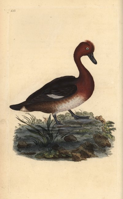 Ferruginous ördek, Aythya nyroca. Edward Donovan tarafından kendi “Natural History of British Birds” (1794-1819) kitabından çizilmiş ve oyulmuş, elle boyanmış bakır levha. Edward Donovan (1768-1837) bir İngiliz-İrlandalı amatör zoolog, yazar, sanatçı ve oy by Edward Donovan