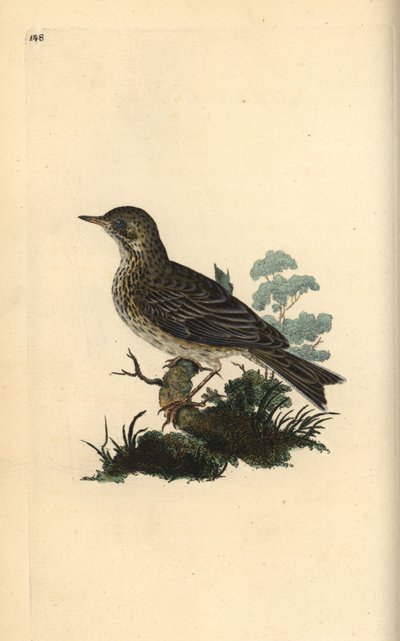 Kısa kuyruklu ahmak, Limosa lapponica. Londonturki, Edward Donovan tarafından kendi “Natural History of British Birds” kitabından çizilip kazınmış, elle boyanmış bakır levha by Edward Donovan