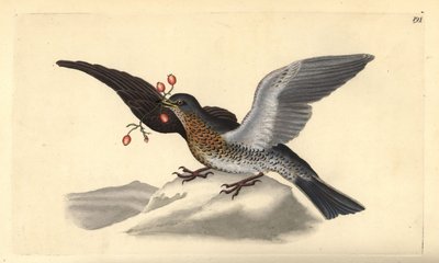 Fieldfare, Turdus pilaris. Edward Donovan tarafından kendi “Natural History of British Birds” Londra kitabından çizilip kazınmış, elle boyanmış bakır levha by Edward Donovan