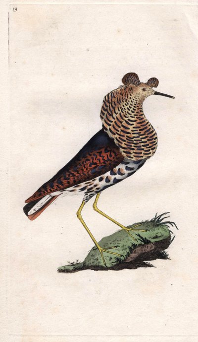 Savaşçı değişir. Philomachus pugnax (Tringa pugnax). İngiliz Kuşlarının Natural History, Londra