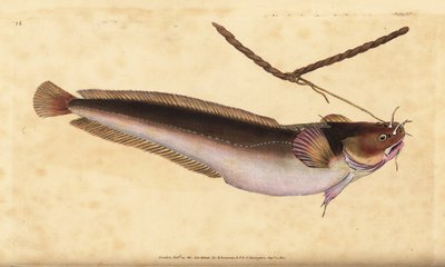 Beş sakal sallanan, Ciliata mustela (Beş sakallı morina balığı, Gadus mustela). Edward Donovan tarafından Natural History of British Fishes, Donovan ve F.C. ve J. Rivington, Londra by Edward Donovan