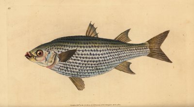Yassı kefal, Mugil cephalus. Edward Donovan tarafından Natural History of British Fishes, Donovan ve F.C. ve J. Rivington, Londra by Edward Donovan