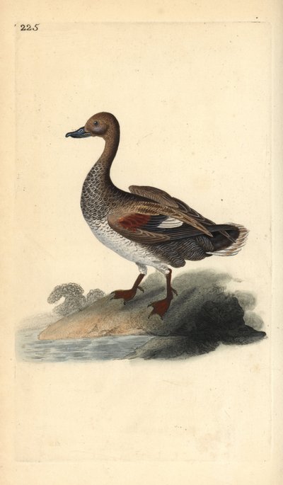 Gadwall (erkek), Anas strepera. Edward Donovan tarafından kendi “Natural History of British Birds” Londra kitabından çizilip kazınmış, elle boyanmış bakır levha by Edward Donovan