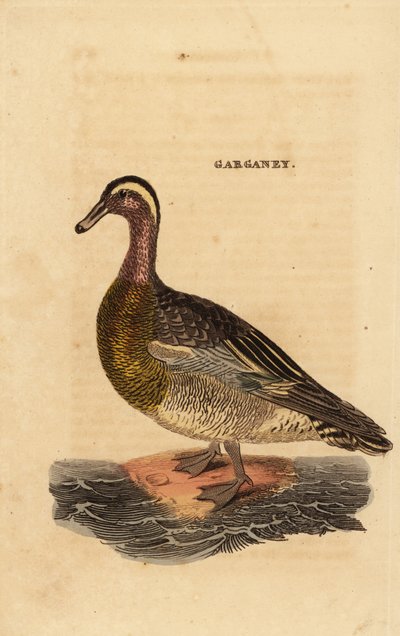 Garganey, Spatula querquedula, küçük cüretkar ördek by Edward Donovan