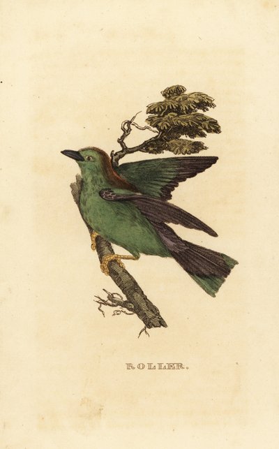 Garrulous silindiri veya Avrupa silindiri, Coracias garrulus by Edward Donovan