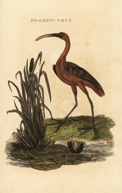 Parlak ibis, Plegadis falcinellus by Edward Donovan