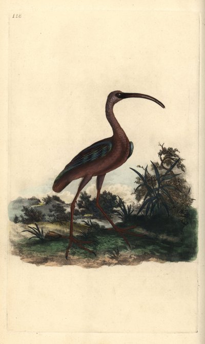 Parlak ibis, Plegadis falcinellus. Edward Donovan tarafından kendi “Natural History of British Birds” Londra kitabından çizilip kazınmış, elle boyanmış bakır levha by Edward Donovan