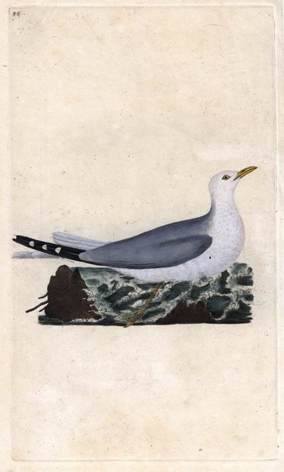 Goeland külü. Larus canus. İngiliz Kuşlarının Natural History, Londra