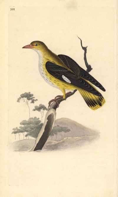Altın sarısı (dişi), Oriolus oriolus. Edward Donovan tarafından kendi “Natural History of British Birds” Londra kitabından çizilip kazınmış, elle boyanmış bakır levha by Edward Donovan