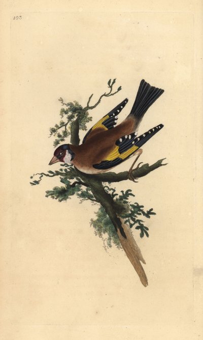 Algengar blöðrur, Fringilla coelebs. Handlituð koparplata teiknuð og grafin af Edward Donovan úr eigin „Natural History of British Birds“, Londonturki by Edward Donovan