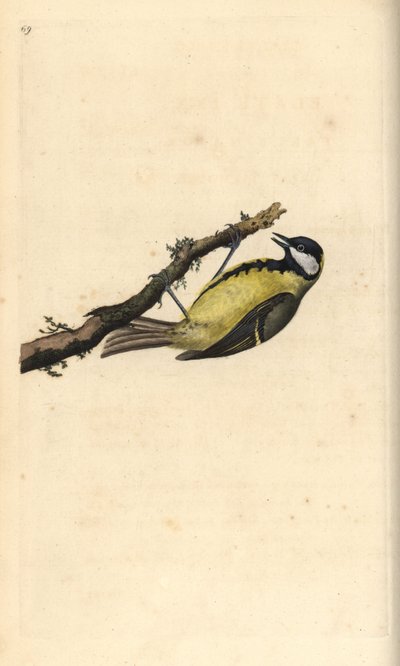 Büyük baştankara, Parus Major. Edward Donovan tarafından kendi “Natural History of British Birds” Londra kitabından çizilip kazınmış, elle boyanmış bakır levha by Edward Donovan