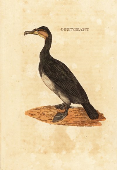 Büyük karabatak, Phalacrocorax carbo by Edward Donovan