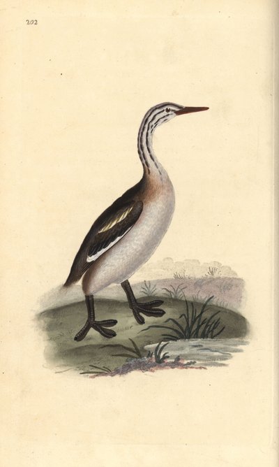 Büyük tepeli batağan, Podiceps cristatus. Edward Donovan tarafından kendi “Natural History of British Birds” Londra kitabından çizilip kazınmış, elle boyanmış bakır levha by Edward Donovan