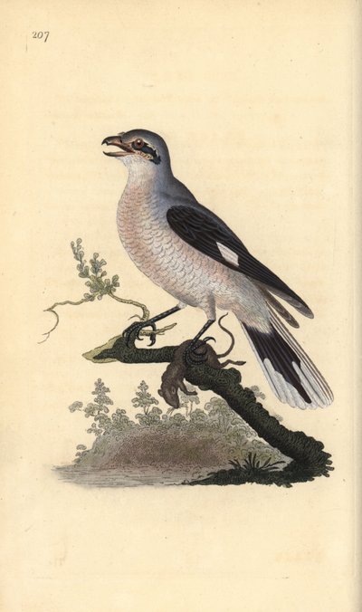 Karatavuk, Kızıl Kanat, Ökse Ardıç, Ardıç rki by Edward Donovan